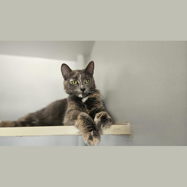 Photo of Merry