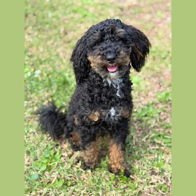 Photo of Teddy