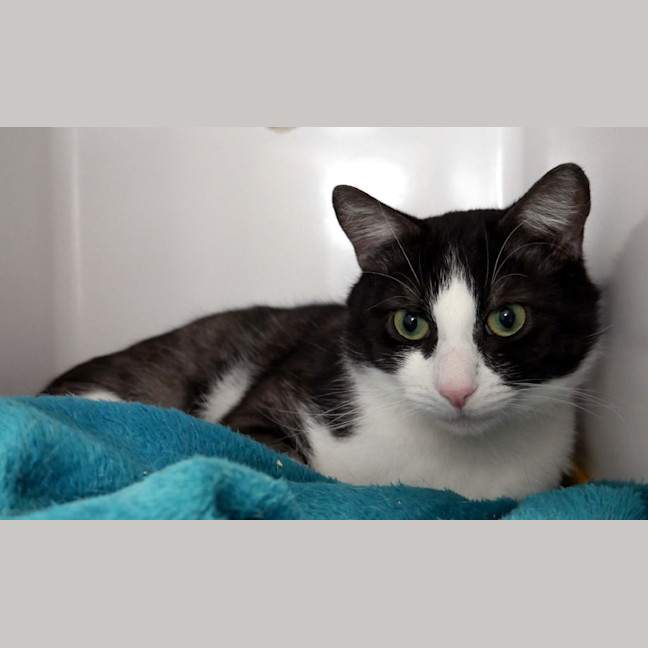 Photo of Bandit Sta015273