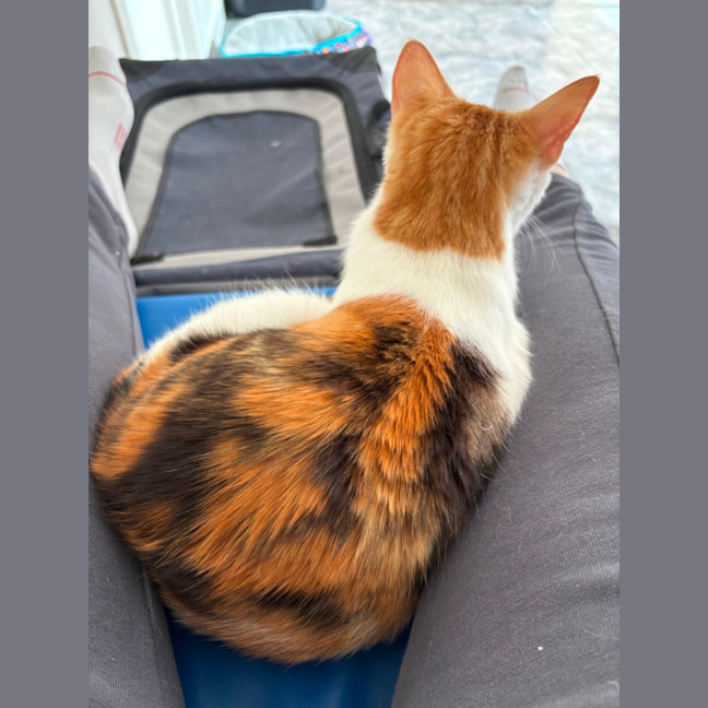 Photo of Annabelle