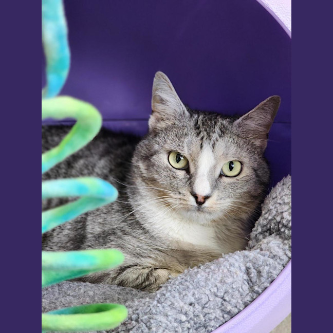 Photo of 🧇 Waffles 6844 🧇