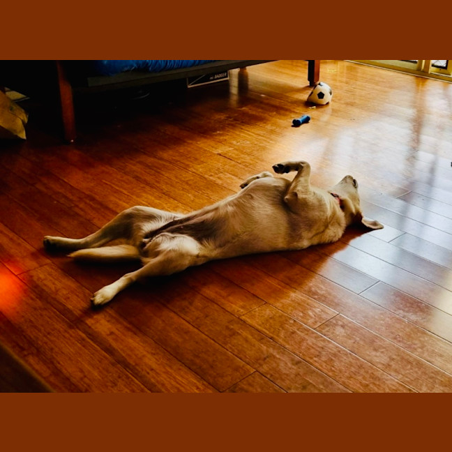 Photo of Rosie