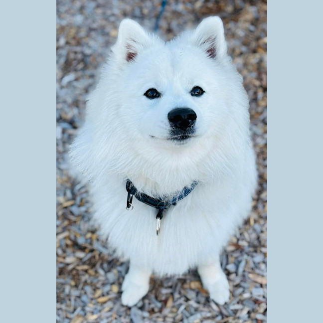Photo of Aspen