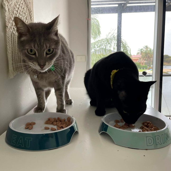 Photo of Bee & Storm