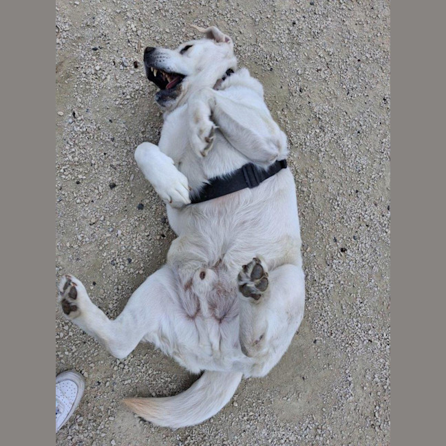 Photo of Buddy Celestino
