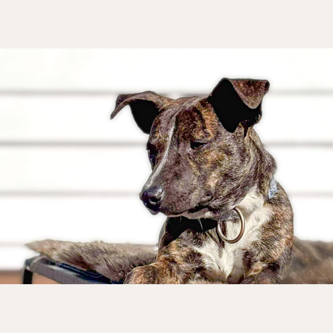 Photo of Rummy