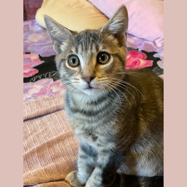 Photo of Tamaki ** 2nd Chance Cat Resce**