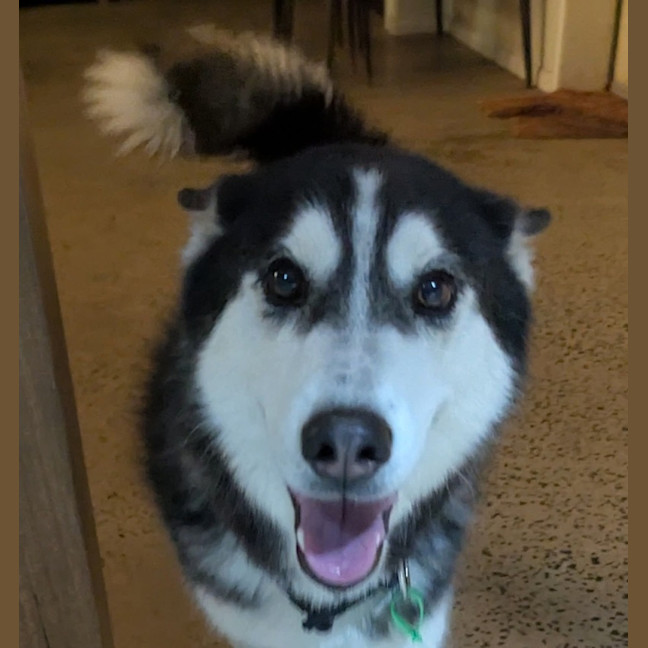 Photo of Zorro