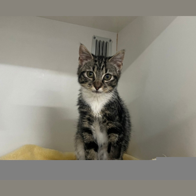 Photo of Smokey 