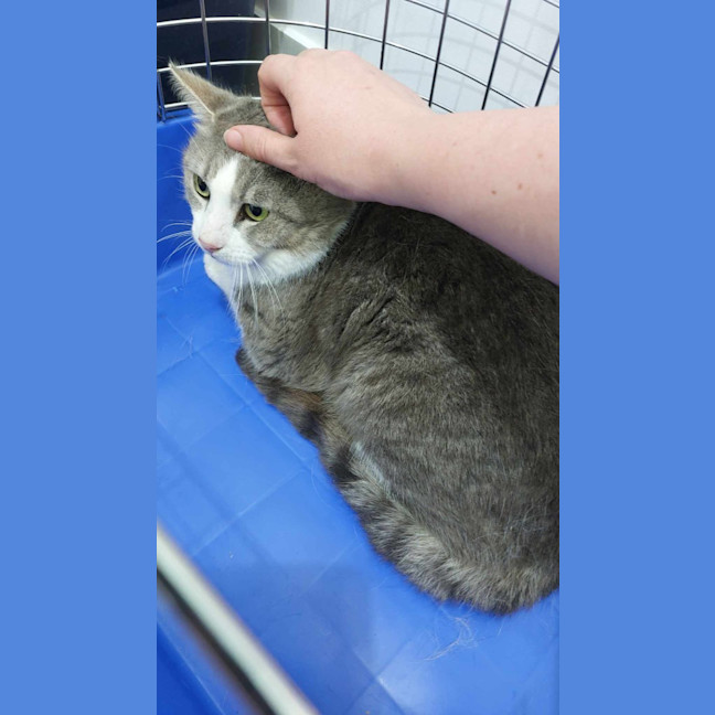 Photo of Mochi
