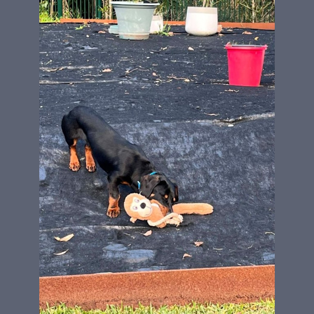 Photo of Mr Dash   9 Month Old Dachshund X Kelpie