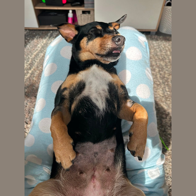 Photo of Tessa 💝 4 Year Old Dachshund X