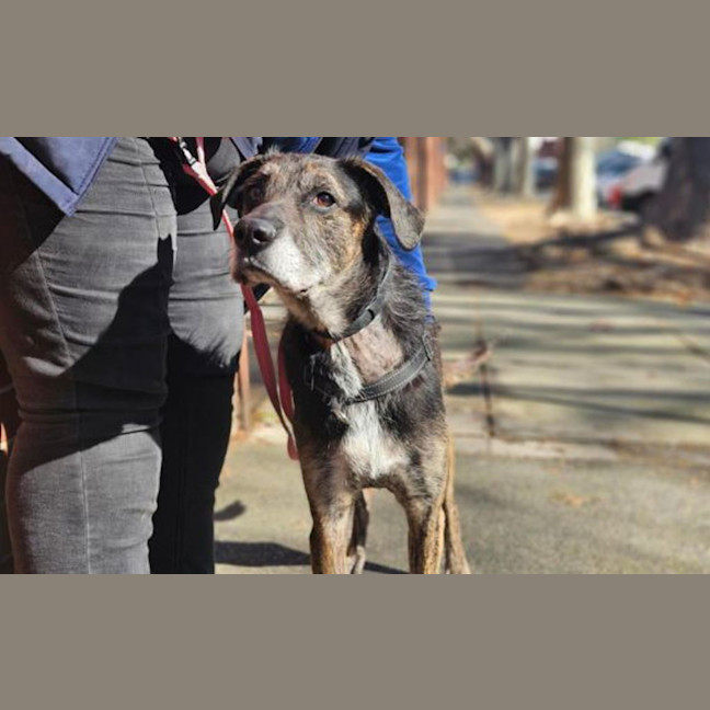 Photo of Atticus