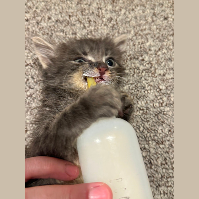 Photo of Chester A.K.A Chesticles