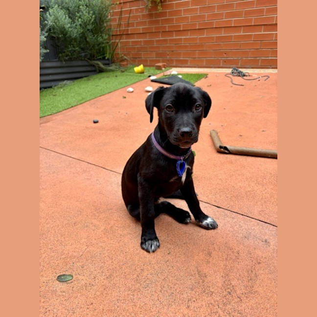 Photo of Jet   8 Week Old Wolfhound X