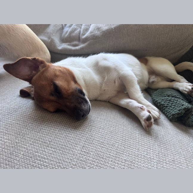 Photo of Teddy