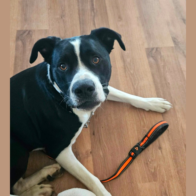Photo of Boof