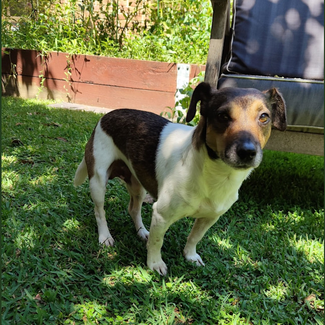 Photo of Monte 🐶 3.5yo Jack Russell (On Trial 2/3/25)