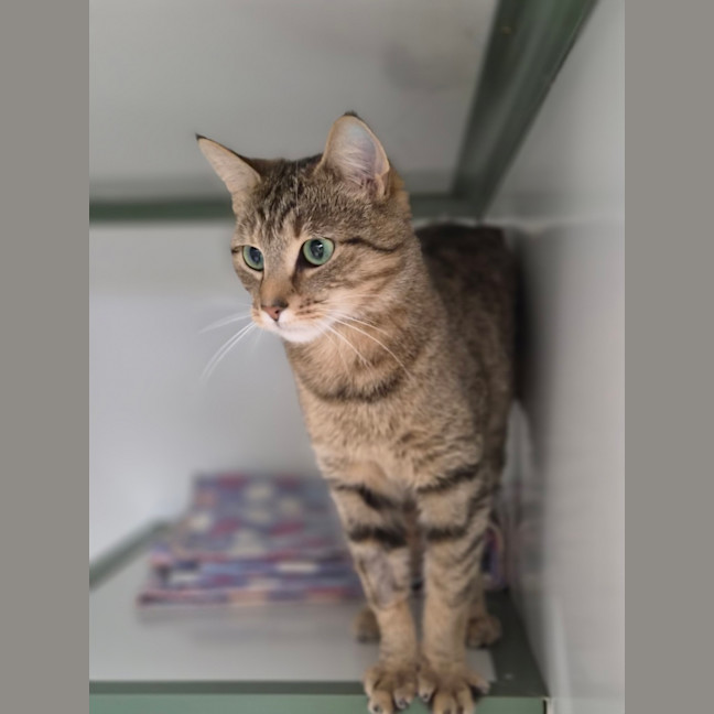 Photo of Kedi 