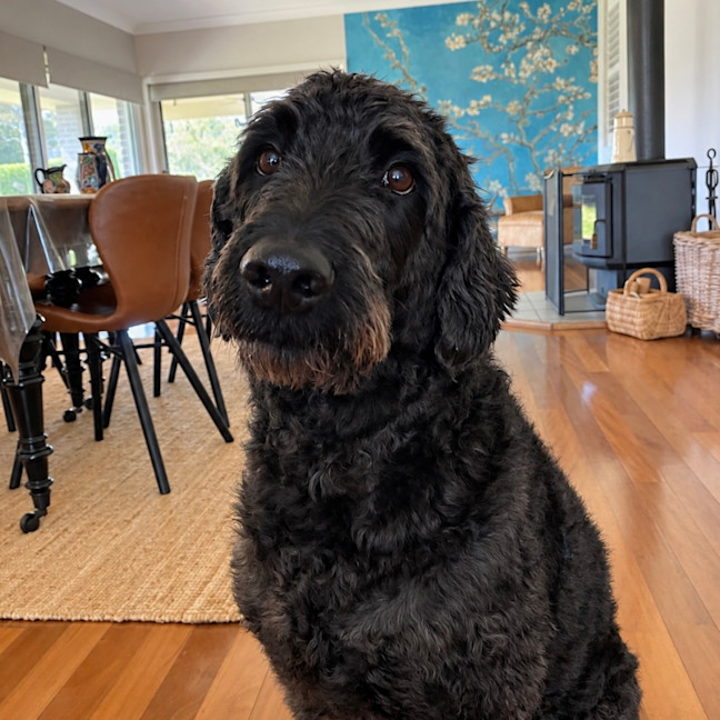 Photo of Pepper (Assisted Rehome)
