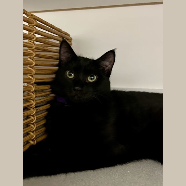 Photo of Olly **2nd Chance Cat Rescue **
