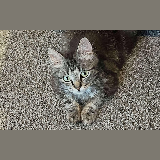 Photo of Pumpkin