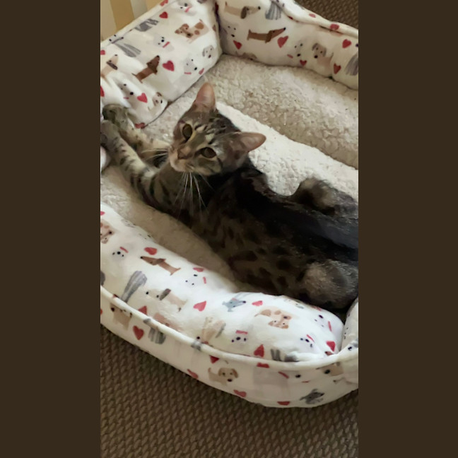 Photo of Tiger And Luna