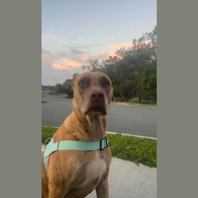 Photo of Duke 