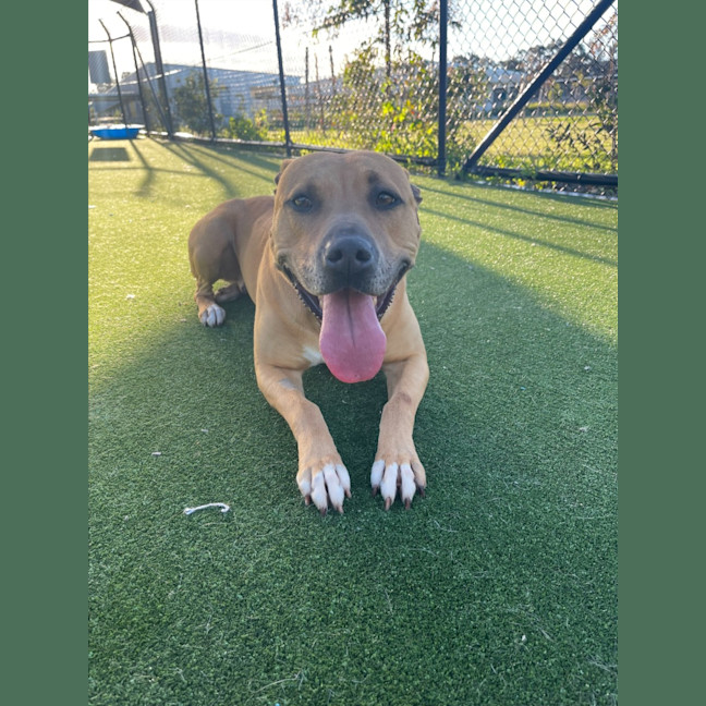 Photo of Honey Imp 1269