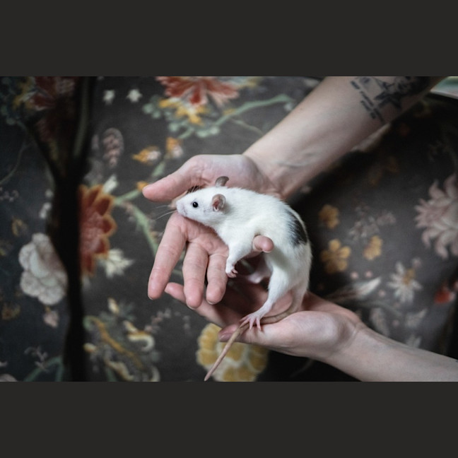 Photo of Ginkgo & Blossom