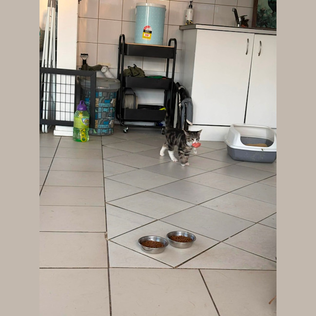 Photo of Aries & Velcro