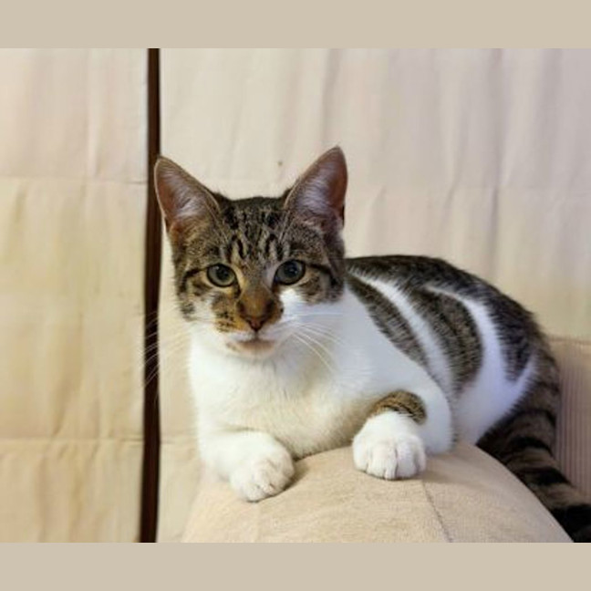 Photo of Pixie