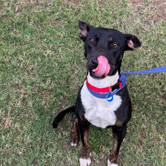 Photo of Koda *$250 Adoption Fee*
