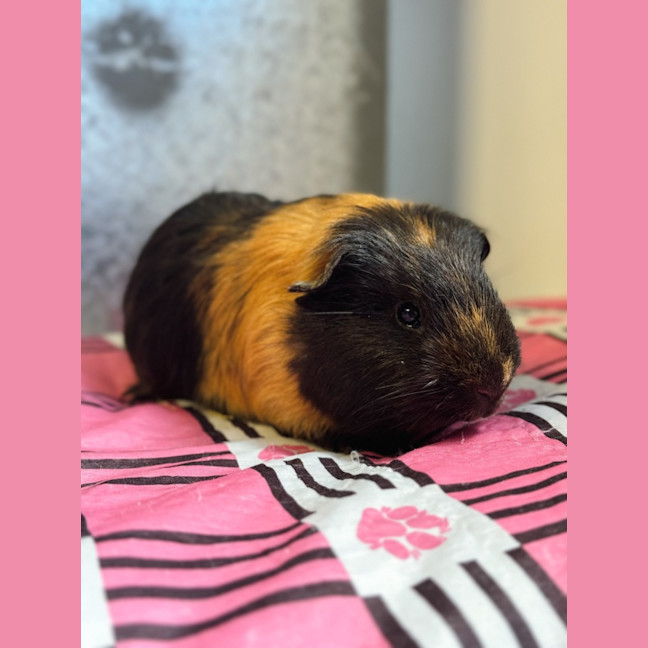 Photo of Gerald 