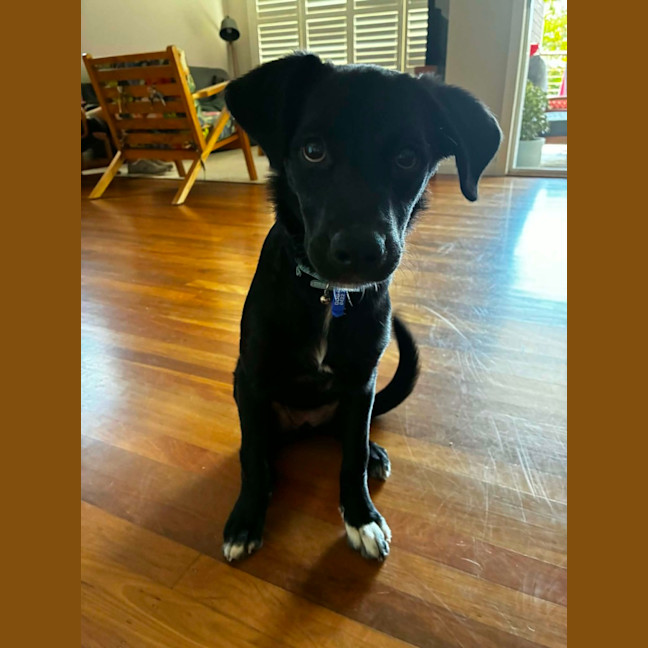 Photo of Jemima   5 Month Old Border Collie X