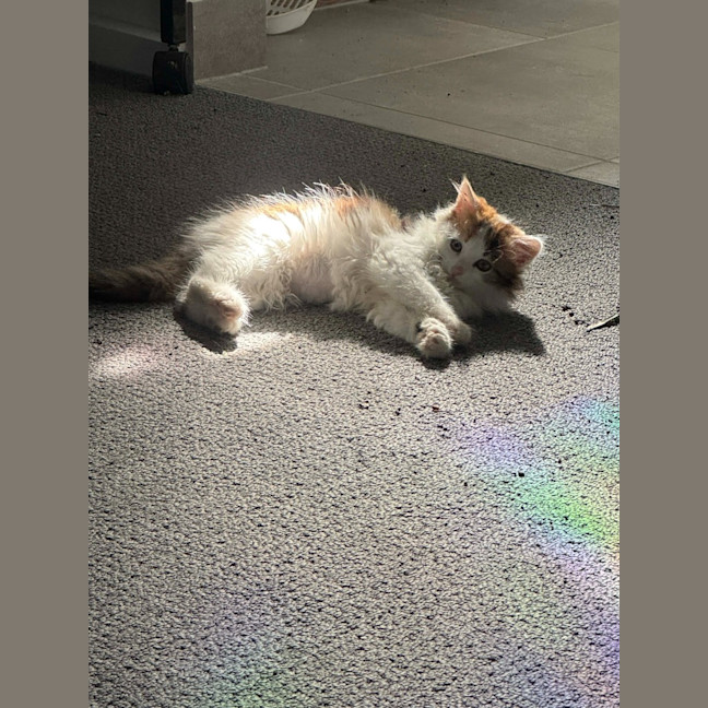 Photo of Bubbles Jr