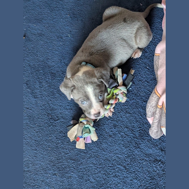 Photo of Pancake 