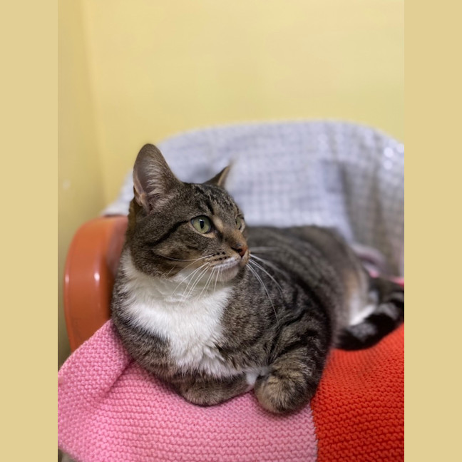 Photo of Simba