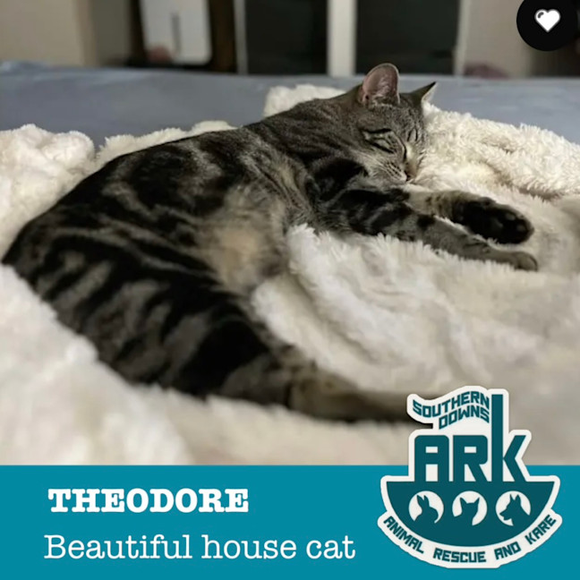 Photo of Theodore 