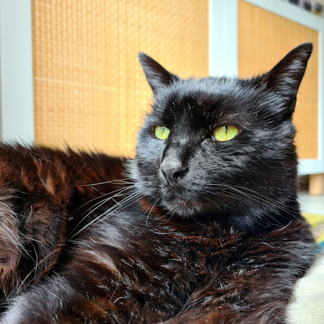 Photo of Shadow Sua014261