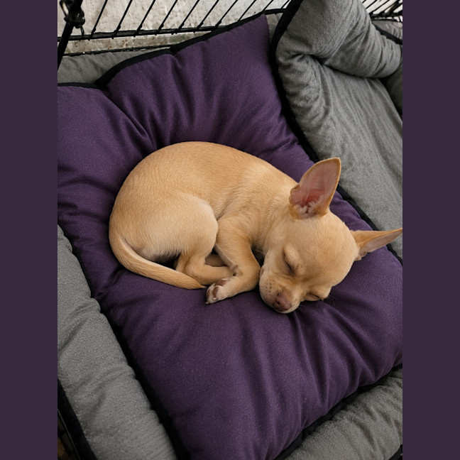 Photo of Lexi