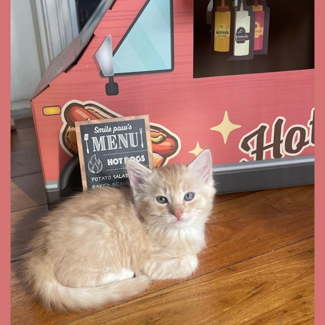 Photo of Apricot 🧡