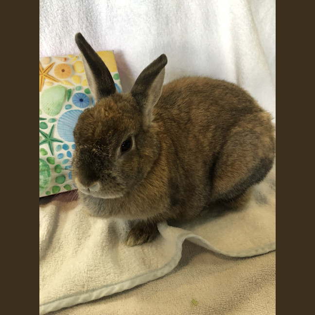 Photo of Sapphire