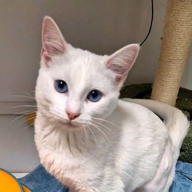 Photo of Athena