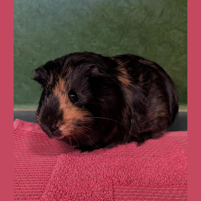 Photo of Smokey