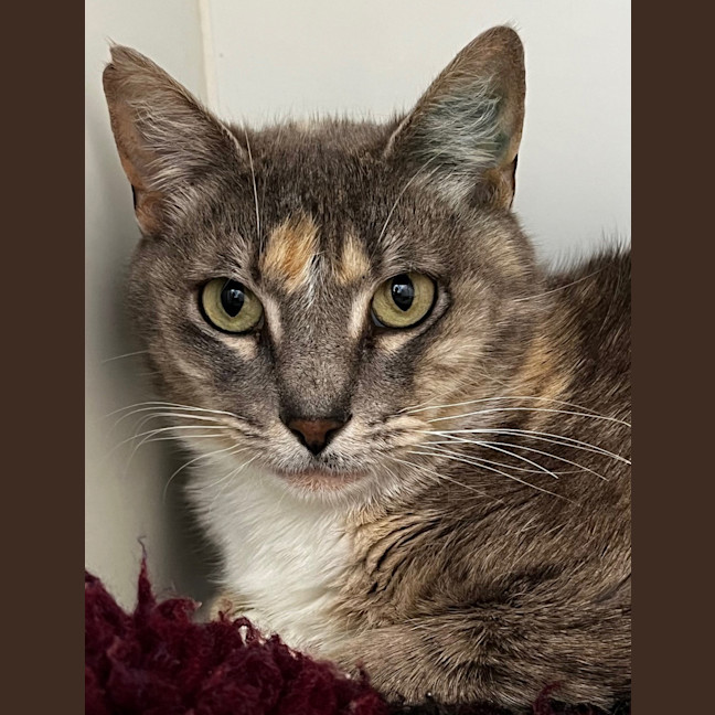 Photo of Honey Bunny