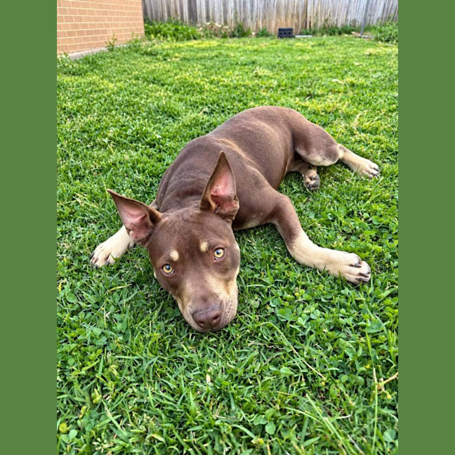 Photo of Tucker