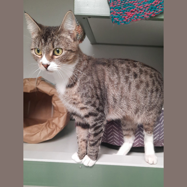 Photo of Piper