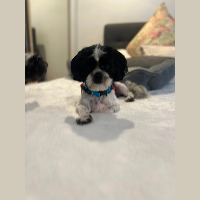 Photo of Hairy Mac Clary 