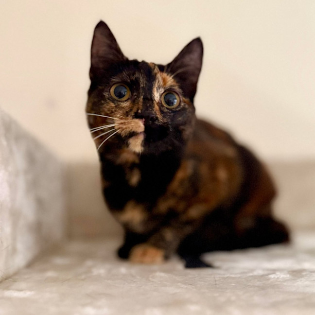 Photo of Vixen   In Foster Care In Bellfield